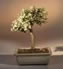 free shipping plants