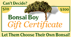 Bonsai Boy Gift Certificate